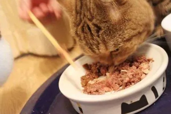 哪些品种的猫咪不会发腮,有俄罗斯蓝猫、暹罗猫、无毛猫等