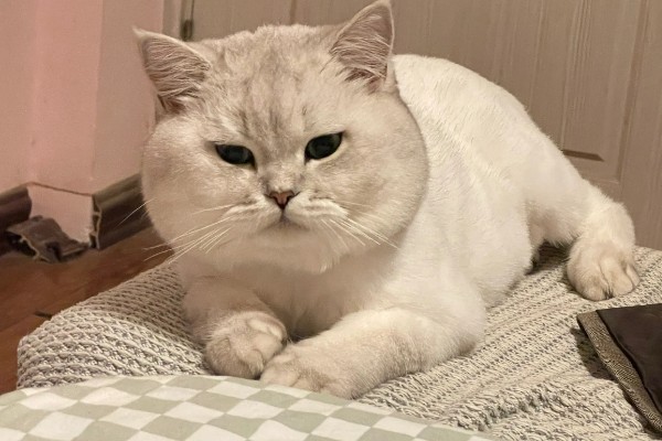 哪些品种的猫咪不会发腮,有俄罗斯蓝猫、暹罗猫、无毛猫等