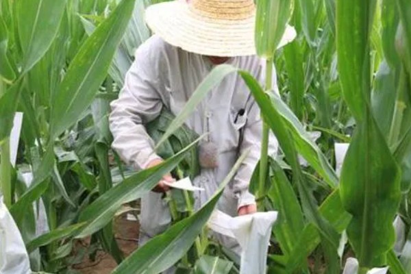 玉米授粉的特点，防止正午高温时授粉