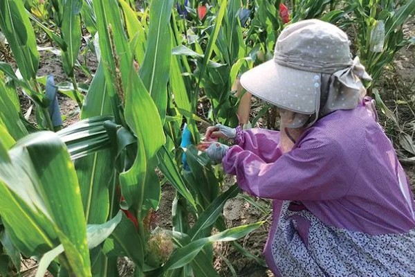 玉米授粉的特点，防止正午高温时授粉