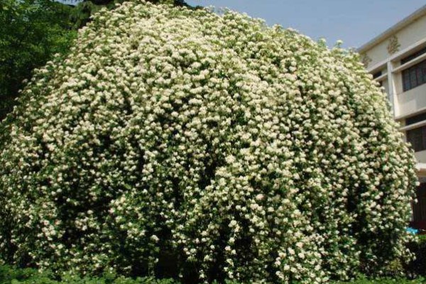 木香的种植技术，在春末4-5月份进行