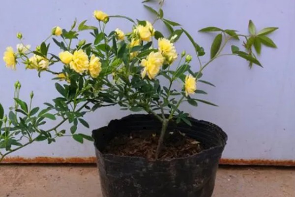 木香的种植技术，在春末4-5月份进行