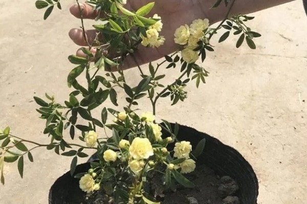木香的种植技术，在春末4-5月份进行