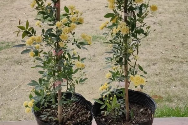 木香的种植技术，在春末4-5月份进行