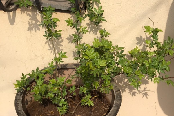 木香的种植技术，在春末4-5月份进行