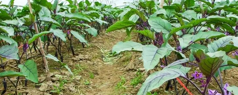 春茄子增产的小技巧，定植后应及时防寒保温