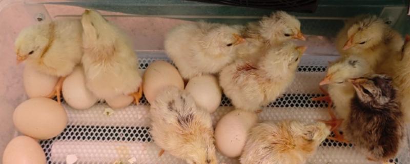 小鸡啄破小洞后多久出壳，5-12个小时就会出壳