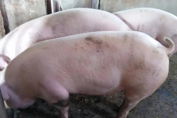 外三元猪是什么，其三个亲本都是外来瘦肉型品种的杂交猪