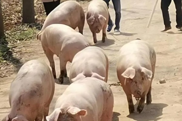 外三元猪是什么，其三个亲本都是外来瘦肉型品种的杂交猪