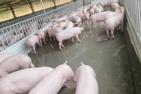 外三元猪是什么，其三个亲本都是外来瘦肉型品种的杂交猪