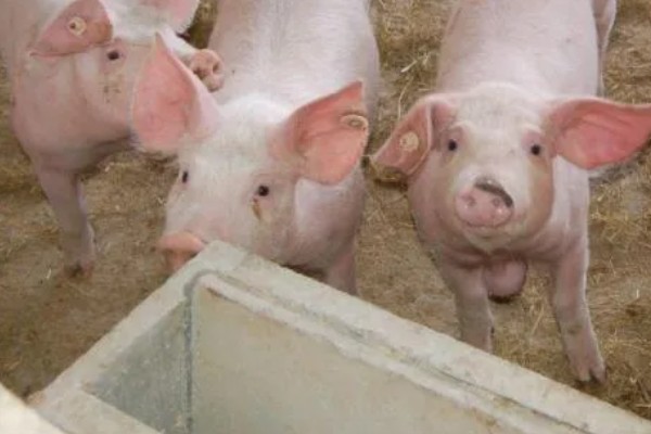 外三元猪是什么，其三个亲本都是外来瘦肉型品种的杂交猪