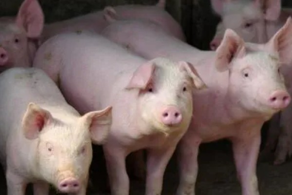 外三元猪是什么，其三个亲本都是外来瘦肉型品种的杂交猪