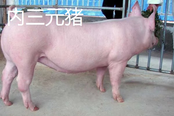 外三元猪是什么，其三个亲本都是外来瘦肉型品种的杂交猪
