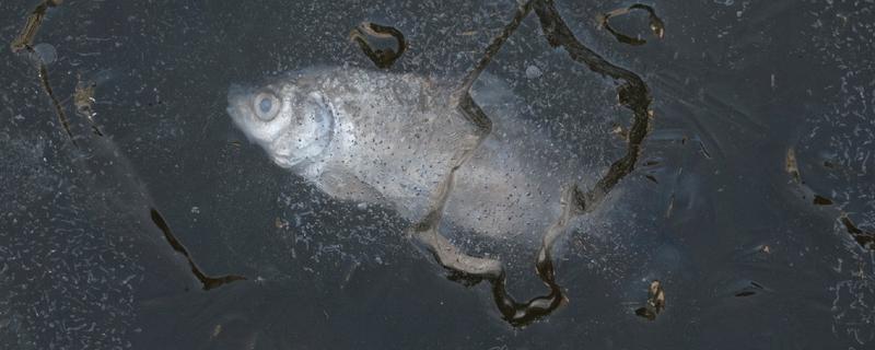 鱼被冻住会不会死亡，长时间被冻住会由于无法呼吸而致死