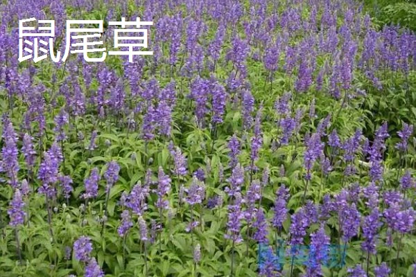 灌木和乔木区别是什么，植株高度不同