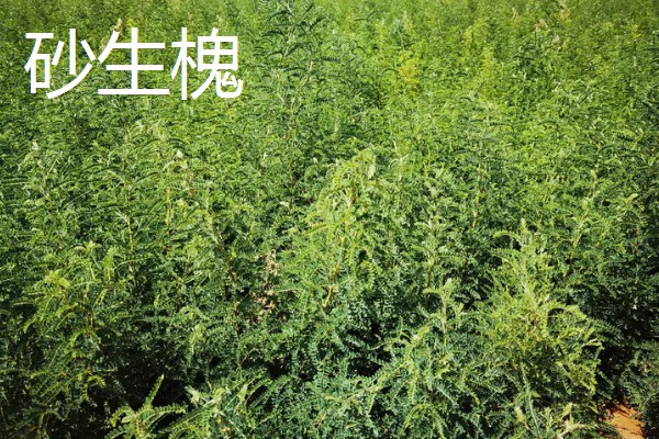 灌木和乔木区别是什么，植株高度不同