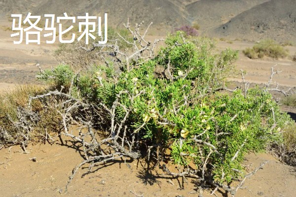 灌木和乔木区别是什么，植株高度不同
