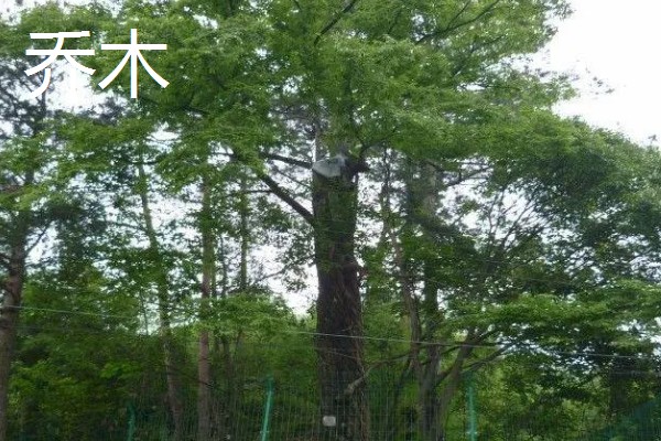 灌木和乔木区别是什么，植株高度不同