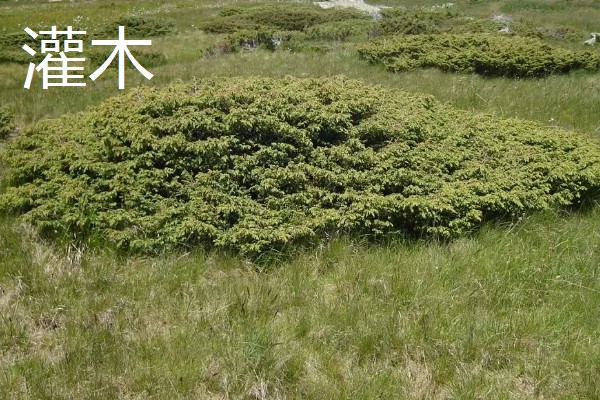 灌木和乔木区别是什么，植株高度不同