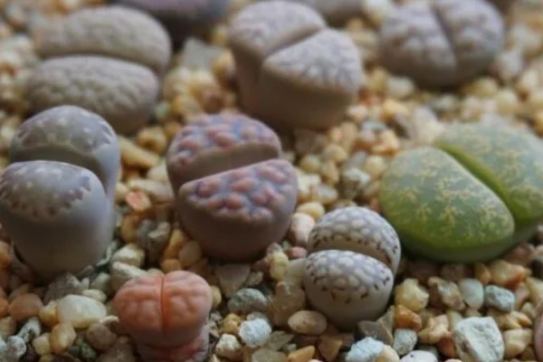 生石花怎么施肥，春季以施加氮肥为主