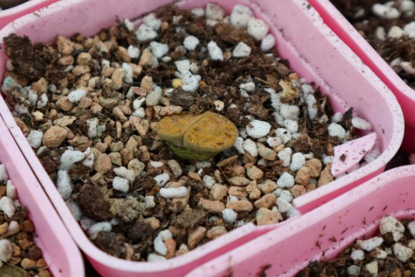 生石花怎么施肥，春季以施加氮肥为主