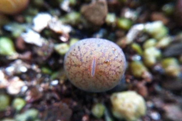 生石花怎么施肥，春季以施加氮肥为主