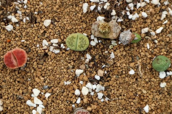 生石花怎么施肥，春季以施加氮肥为主