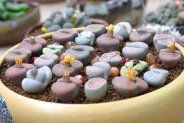 生石花怎么施肥，春季以施加氮肥为主