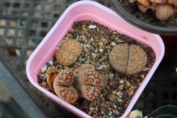 生石花怎么施肥，春季以施加氮肥为主