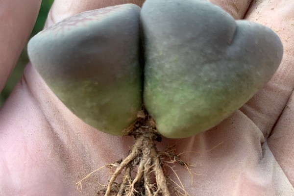 生石花怎么施肥，春季以施加氮肥为主