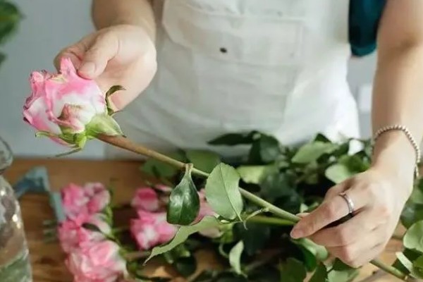 怎么让玫瑰花生根，用生根水浸泡后再水培