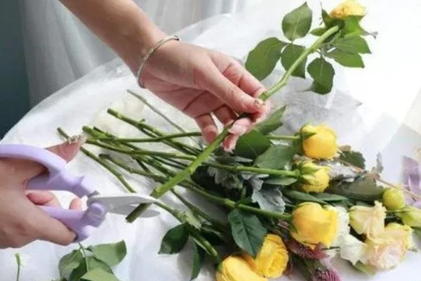 怎么让玫瑰花生根，用生根水浸泡后再水培