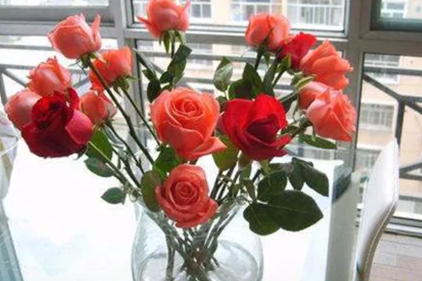 怎么让玫瑰花生根，用生根水浸泡后再水培