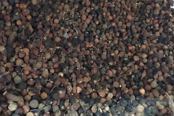 怎么让玫瑰花生根，用生根水浸泡后再水培