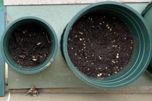 怎么让玫瑰花生根，用生根水浸泡后再水培