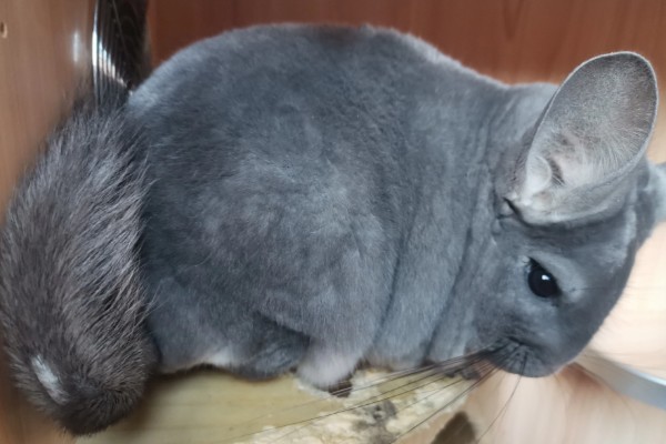 龙猫掉毛的原因，可能是发生了应激