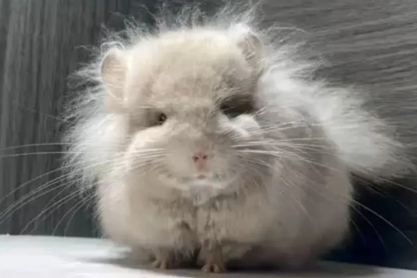 龙猫掉毛的原因，可能是发生了应激