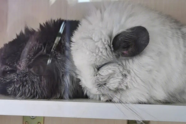 龙猫掉毛的原因，可能是发生了应激