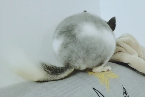 龙猫掉毛的原因，可能是发生了应激