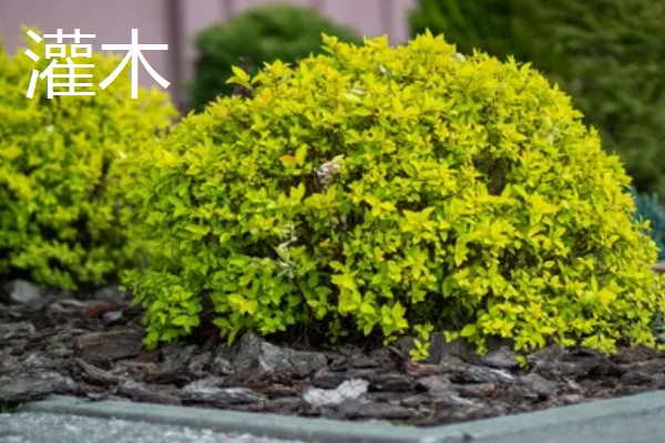 灌木和乔木区别是什么，植株高度不同