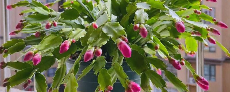 夏季怎么养殖蟹爪兰，每隔15-30天浇一次水