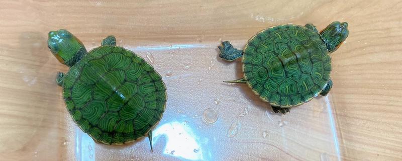 巴西龟多久洗一次澡，根据身体的洁净程度来决定