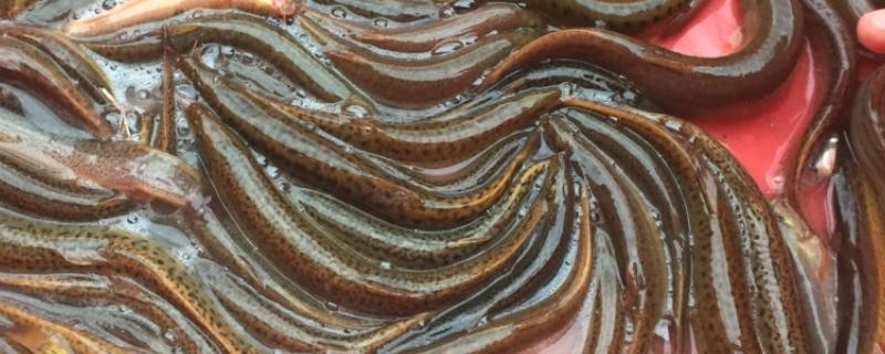 怎么养殖泥鳅，放苗的最佳时间为5月中期