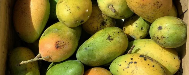芒果怎么保存，可常温保存或冰箱保存
