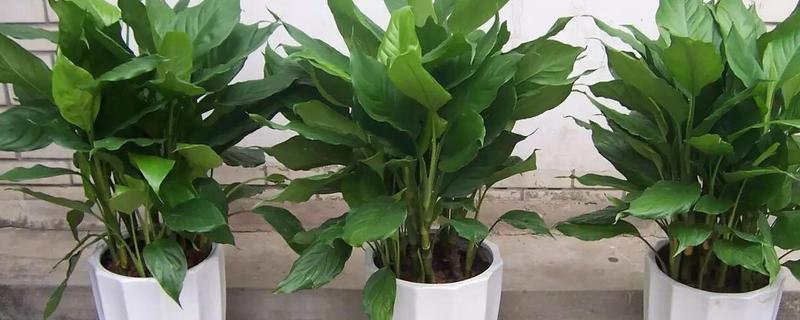 万年青有没有毒，茎部和叶片含有毒素