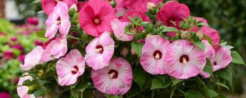 芙蓉葵有什么寓意，代表过早成熟的无奈之情