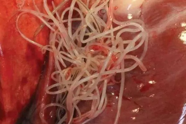 狗狗感染心丝虫的症状，慢性咳嗽是主要症状