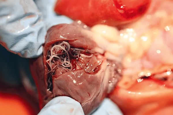 狗狗感染心丝虫的症状，慢性咳嗽是主要症状