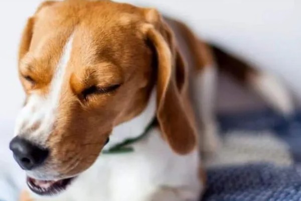 狗狗感染心丝虫的症状，慢性咳嗽是主要症状