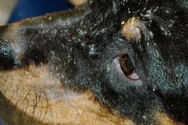 狗狗感染心丝虫的症状，慢性咳嗽是主要症状